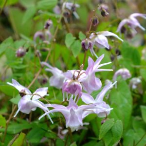 Epimedium-Akebono-5